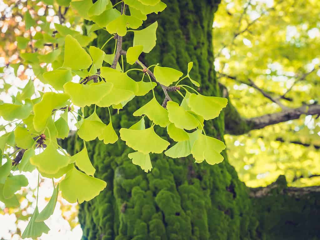 gingko tree leaves