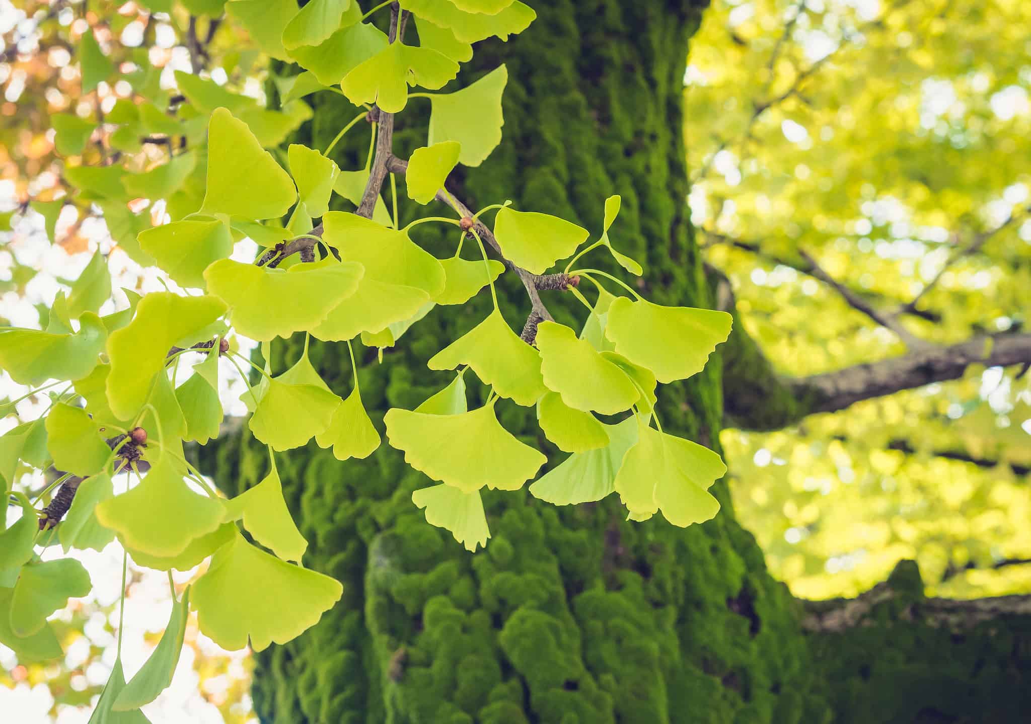 Discover the Oldest Ginkgo Tree in the World