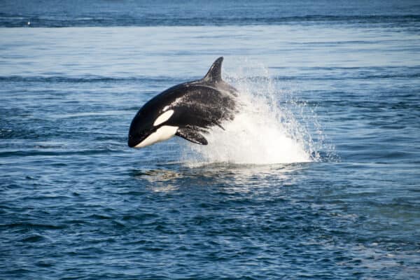 Killer whales live in oceans all over the world. They are especially plentiful in the cold waters in the Arctic, Antarctic and around Norway. 