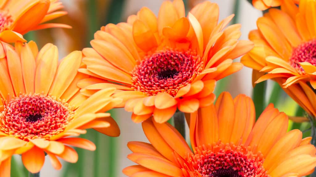 vivid orange Gerbera daisies