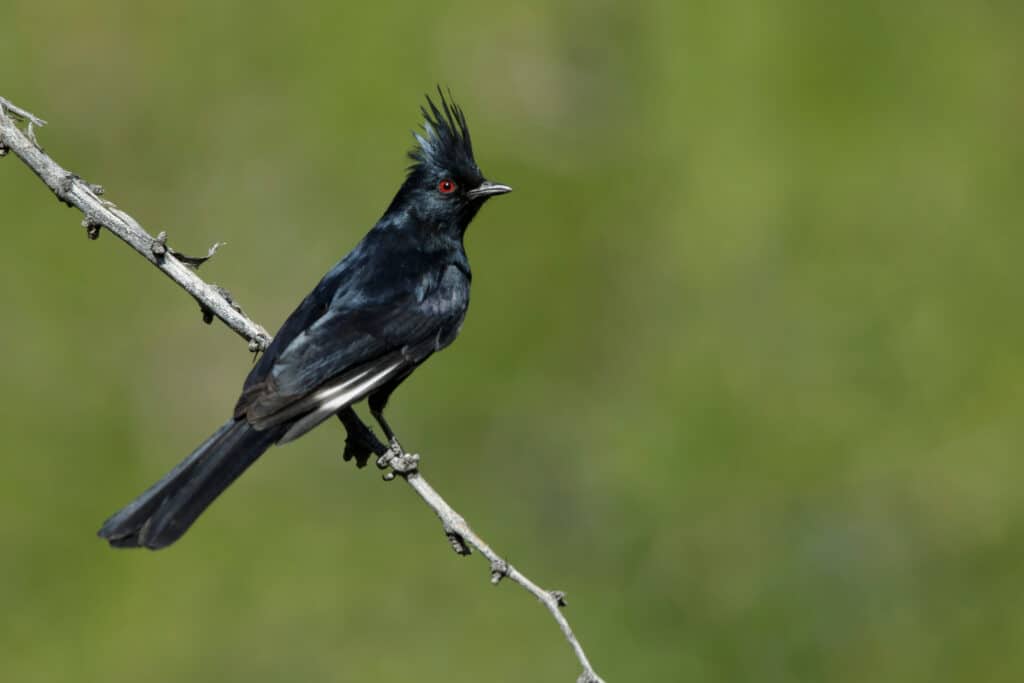 Different Types of Black Birds - A-Z Animals