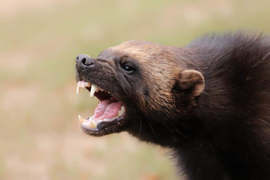 Wolverine shows its sharp teeth in threatening stance