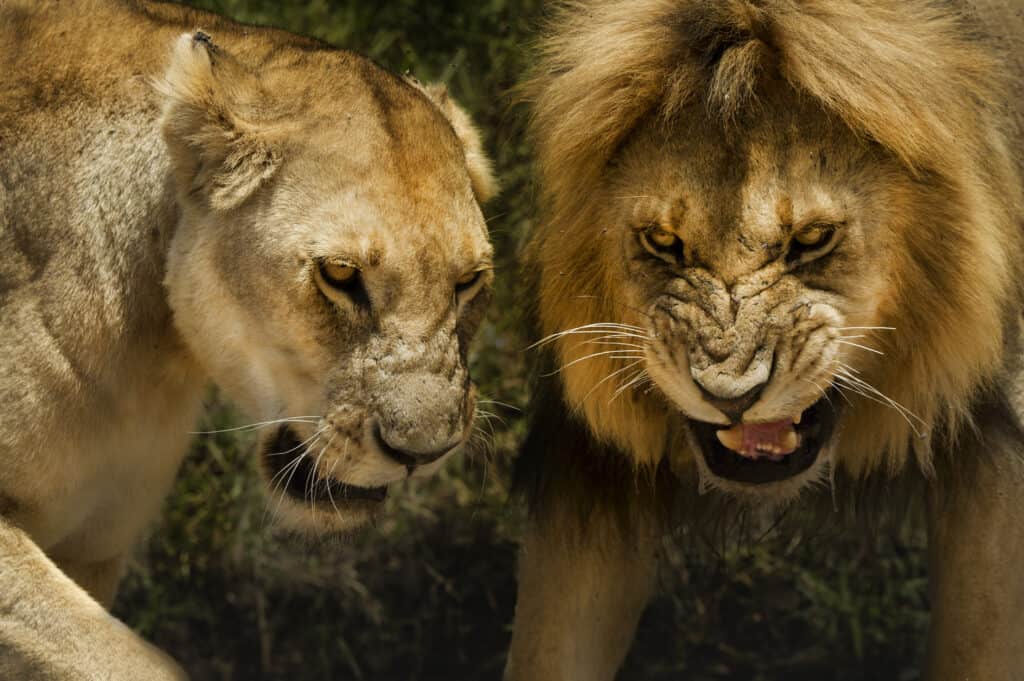 Male and Female Lion