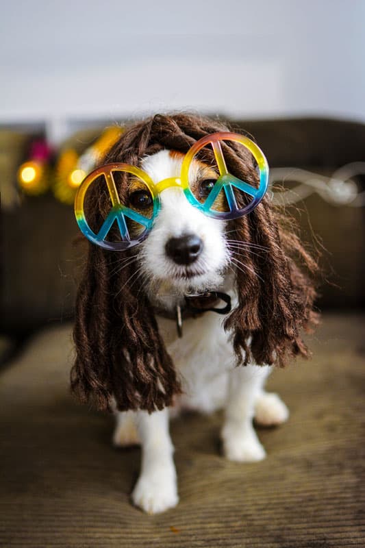 HIPPY DOG COSTUME.