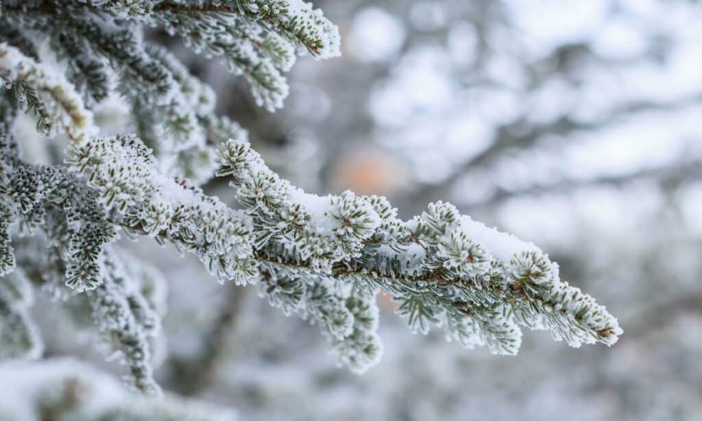 A macro shot of a pine tree covered in frost