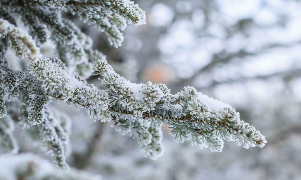 first snow in maryland