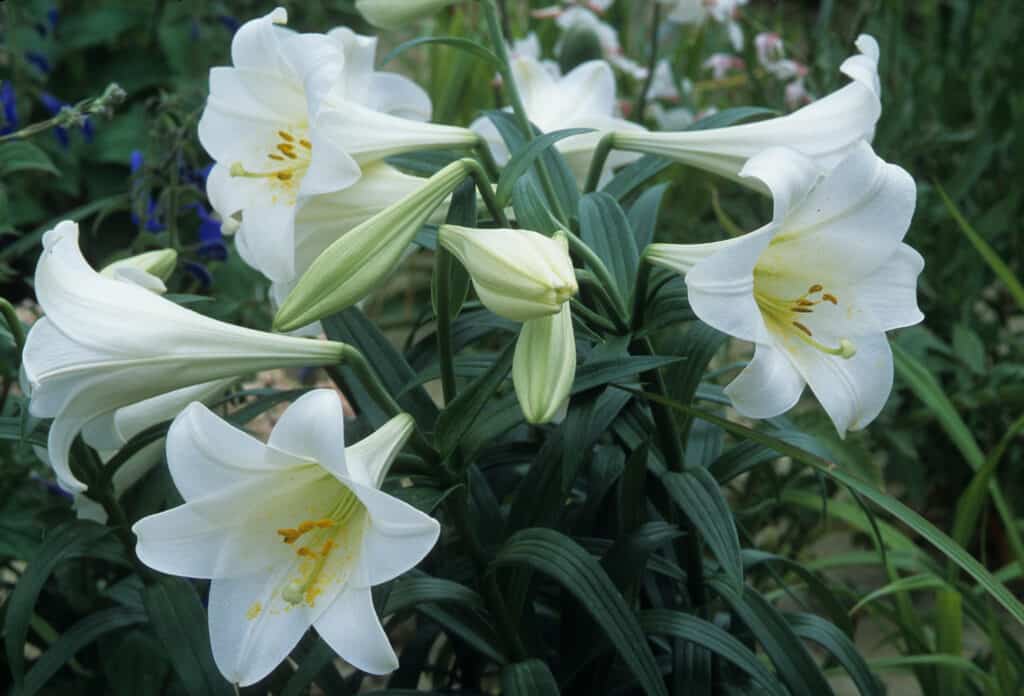 Easter Lily (Lilium longiflorum) flowers