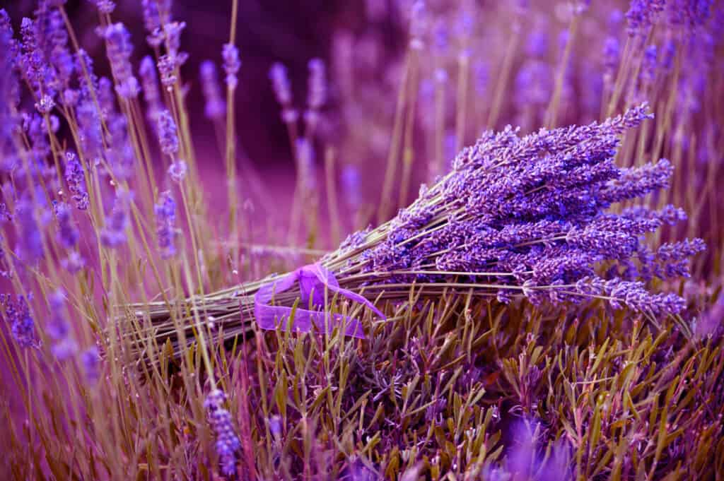 Bundled lavender in a field