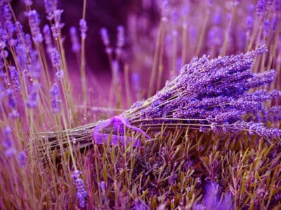 A How to Grow Lavender: Your Complete Guide