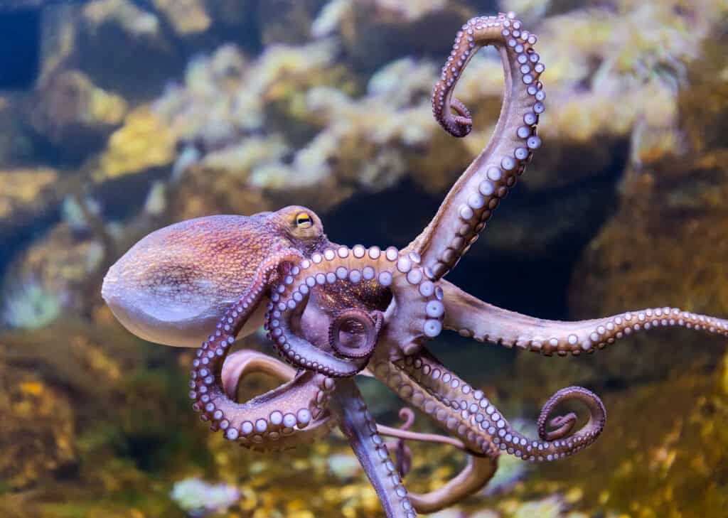 phylum mollusca octopus