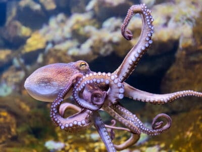 A Are Octopuses Poisonous?