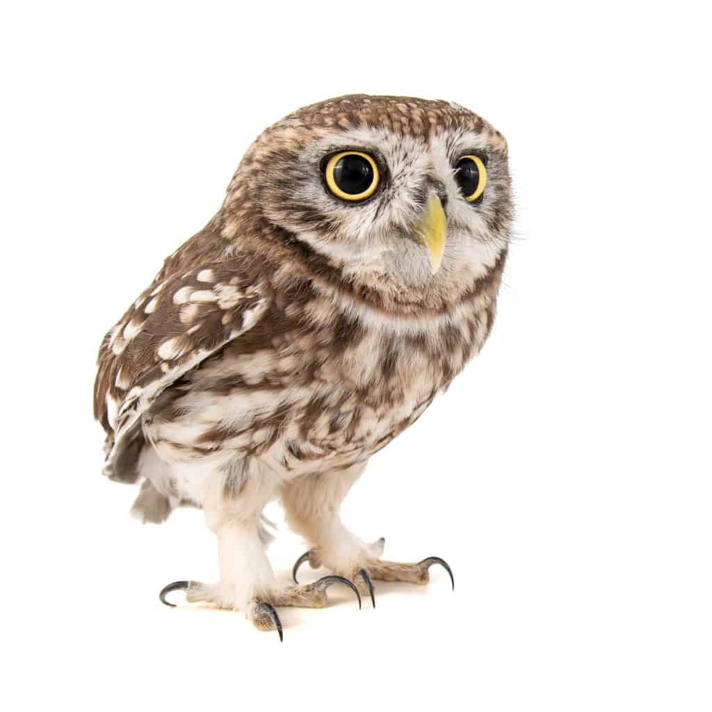 A little owl slightly left of center frame on white isolate. The owl is varying Sades of brown with white legs and feet, with thin, arched, black talons. It eyes are round with yellow irises and large black pupils. 
