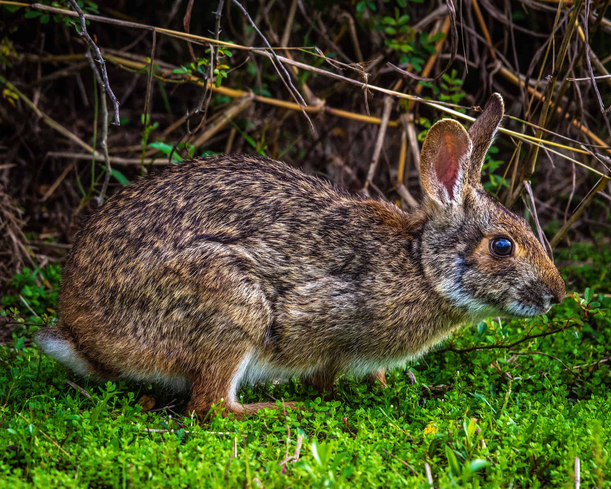 Болотный заяц. Американский болотный заяц. Болотный кролик в США. Водяной кролик. Rabbit Trail.