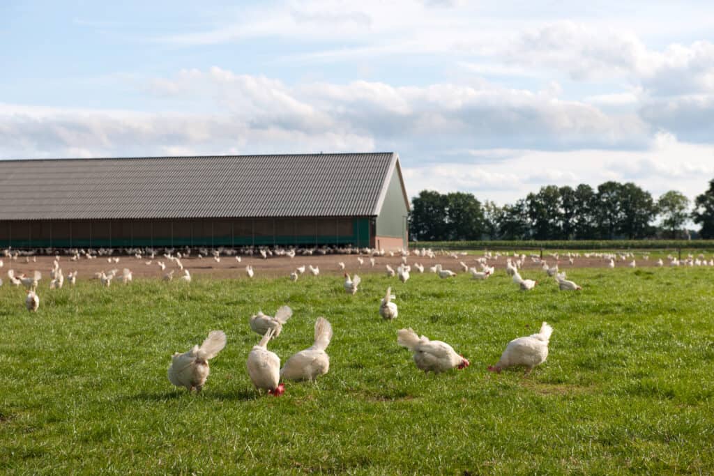 A commercial farm with pasture raised chickens. The chickens are white with red combs and wattles. They are spread out across the frame. over a wide expanse of fertile, green cover land. A large green with a grey roof is seen in the distant background. beyond the coop is a deep green tree line. 