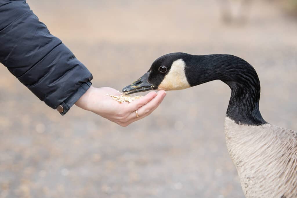 A Canada goose, lower right frame eating out of a human hnd. The hand is light skinned with a long dark sleeve covering the arm. The goose has a grey body, black long neck and head and a white throat. indistinct grey background.