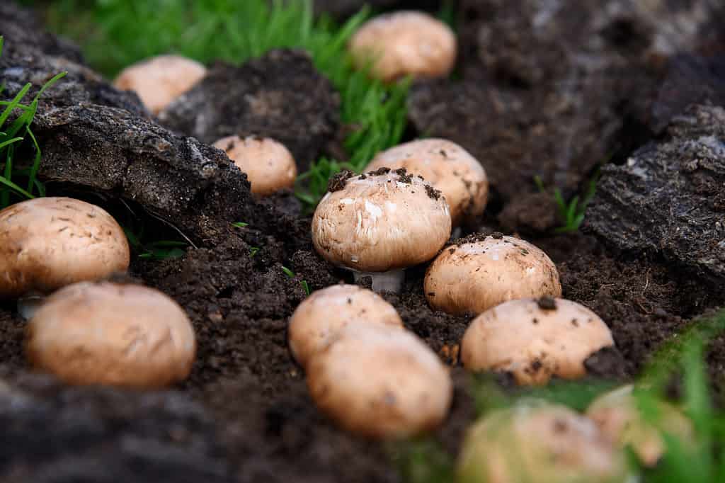 Brown cremini mushrooms growing out of soil