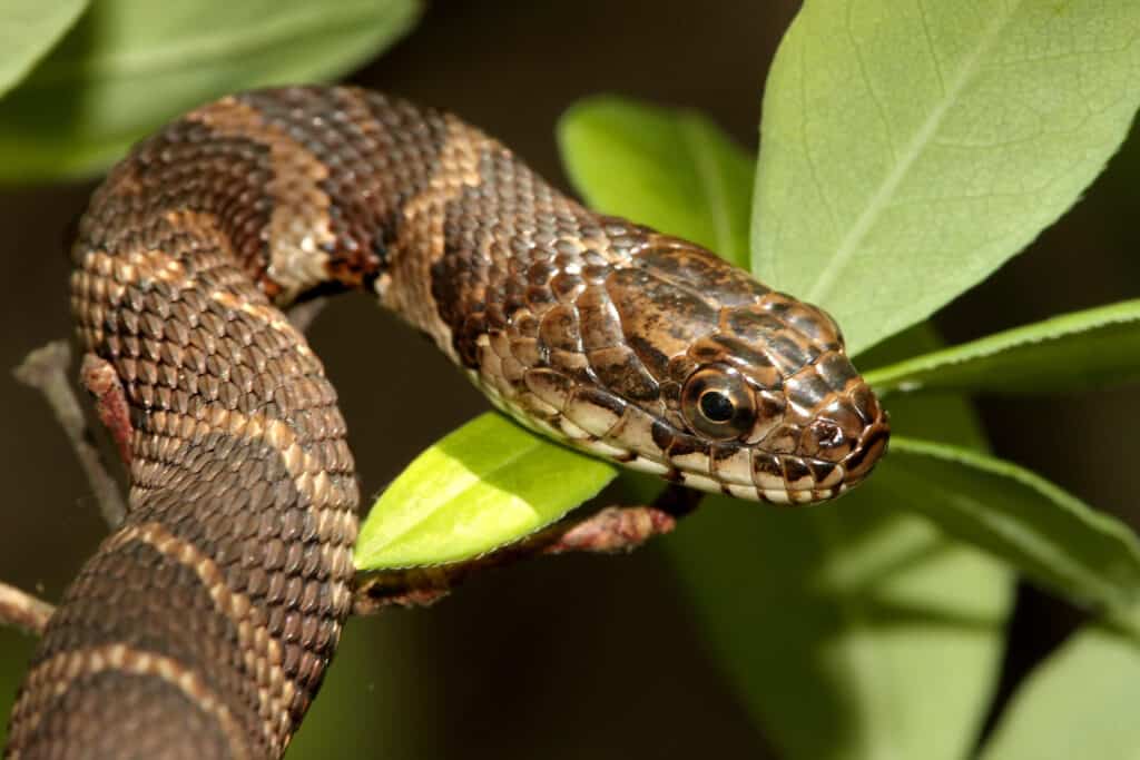 Northern,Water,Snake,(nerodia,Sipedon),Climbing,In,A,Tree