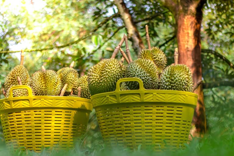 Durian fruit in baskets