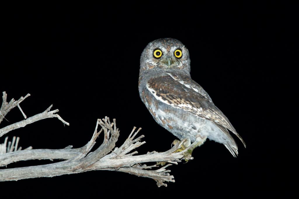 The image is a photograph taken at night with a flash. The elf owl is perched on the end of a naked lim, right of center frame. The bird is positioned facing left, though its head is facing the camera. is gray and brown, with a darker left wing., which is the only wing visible in the frame. The owl's eyes are large and roundd with yellow irises and black pupils. Black background. 