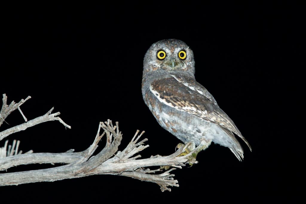 The elf owl