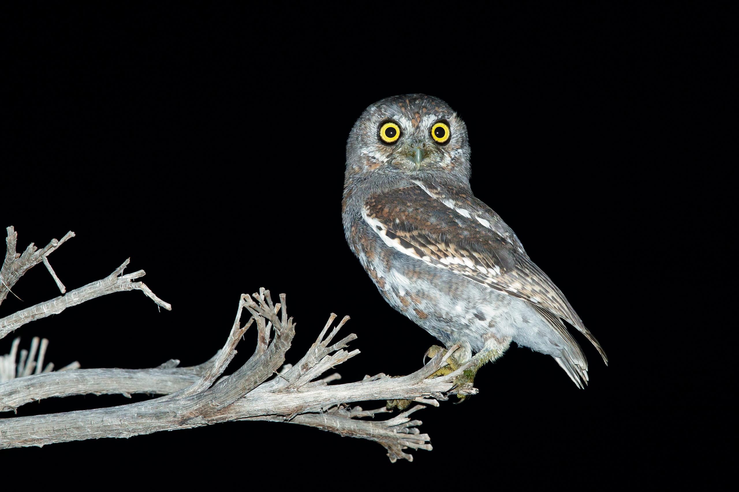 pygmy owl pet
