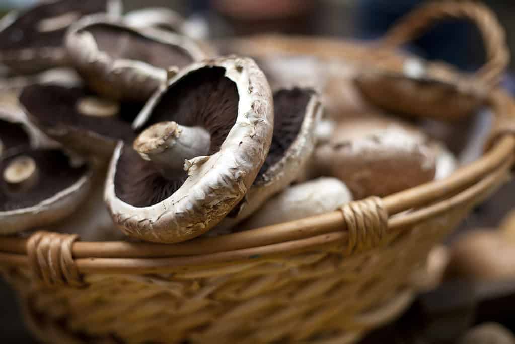 freshly picked portobello mushrooms in a basket