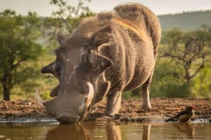 This Thirsty Warthog Is Forced to Drink From a Puddle a Mere Foot From a Crocodile photo