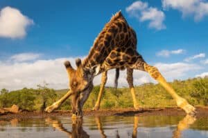 Why Do Giraffes Have Long Necks? Picture