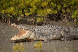 Massive Crocodile Navigates Through Heavy Rapids in Australian River Picture