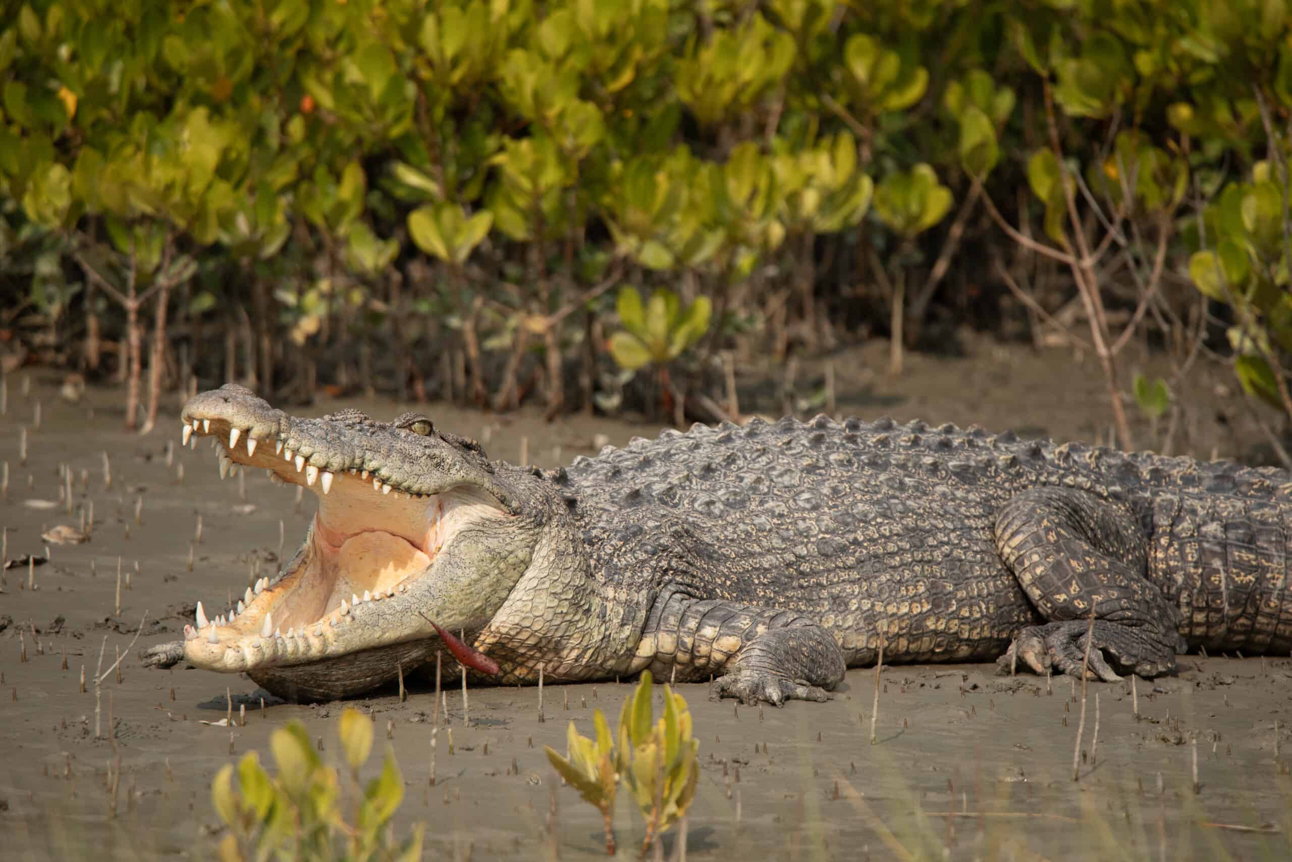 Watch the Heart-Sinking Speed and Power of This Saltwater Croc Charging