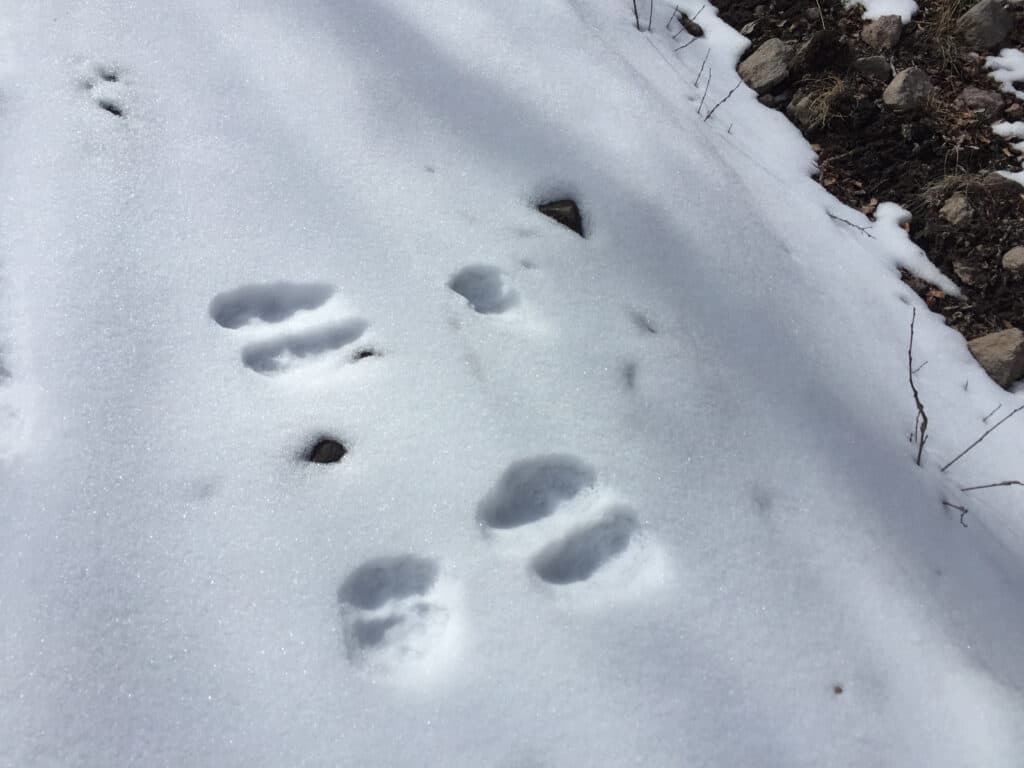 deer footprints in snow