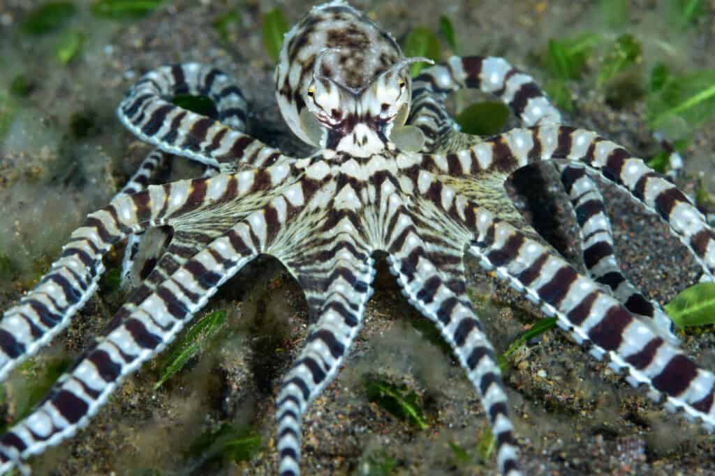 Mimic Octopus