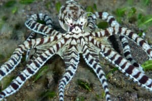 Octopus vs. Spider: Are They Distantly Related? Picture