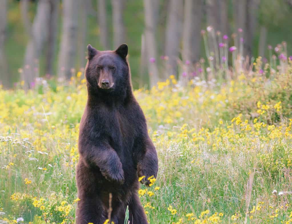 Black bear standing straight up on two back legs