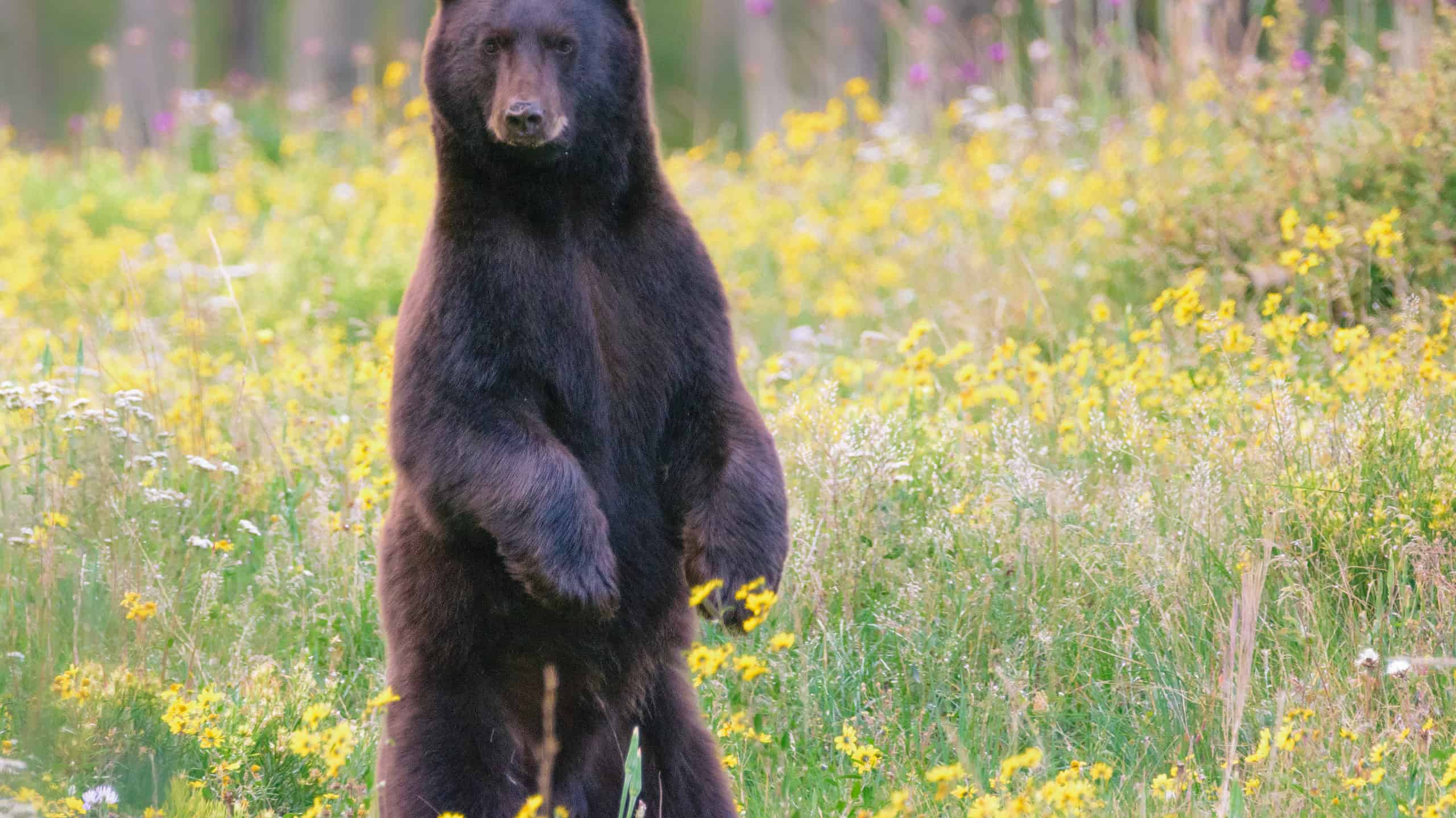 Black bear standing straight up on two back legs