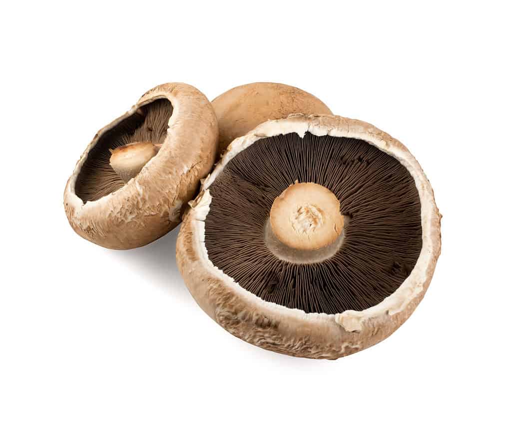 Upside down cremini mushrooms isolated on white background