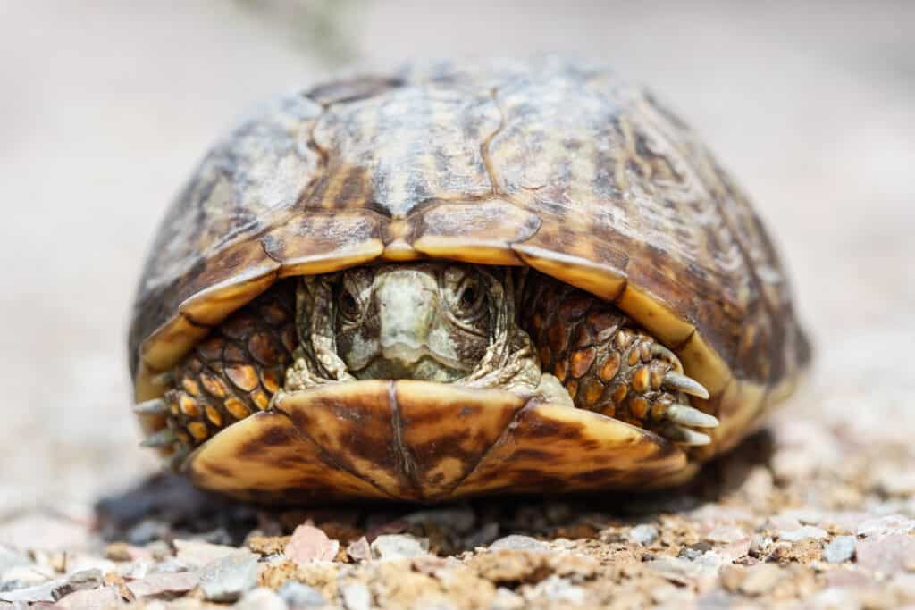 ornate box turtle in its shell