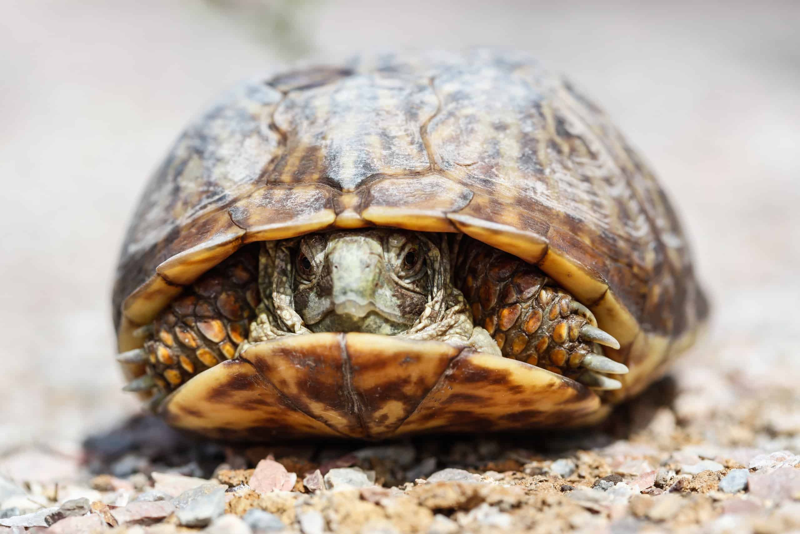 ornate box turtle in its shell