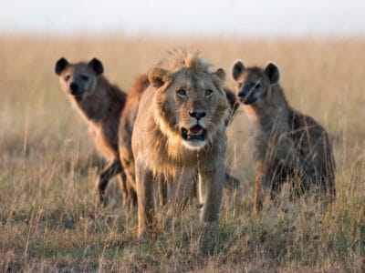 A See Olobor, the Fearless Lion Attack Over 20 Hyenas