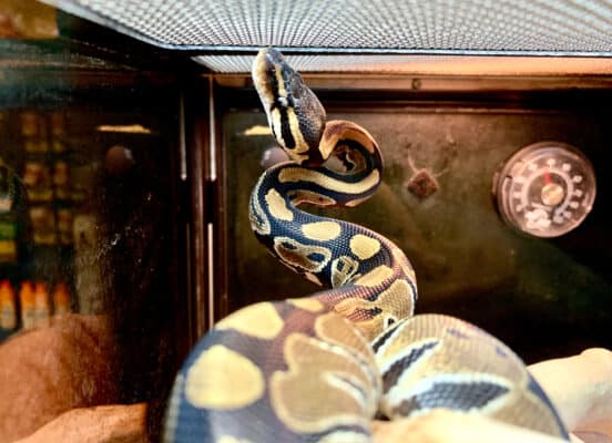 Ball Python Transport Ball Python Prices 2024: Purchase Cost, Supplies, Food, and More! - A-Z ...