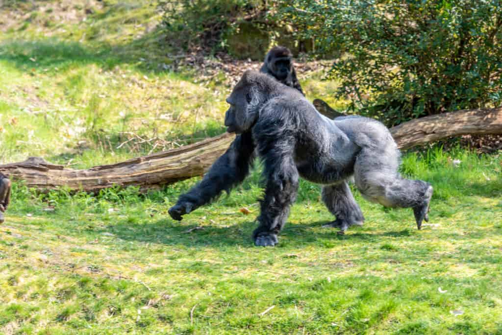 silverback gorilla running