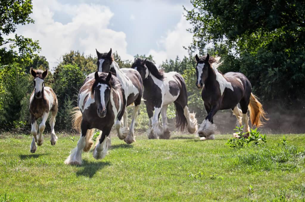 The average sprinting speed of a horse is around 40 to 50 miles per hour