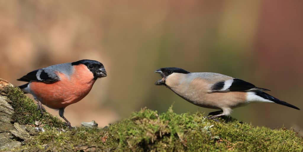 Bullfinch Bird, bullfinch, black, bird, pretty, orange, tiny HD wallpaper |  Pxfuel