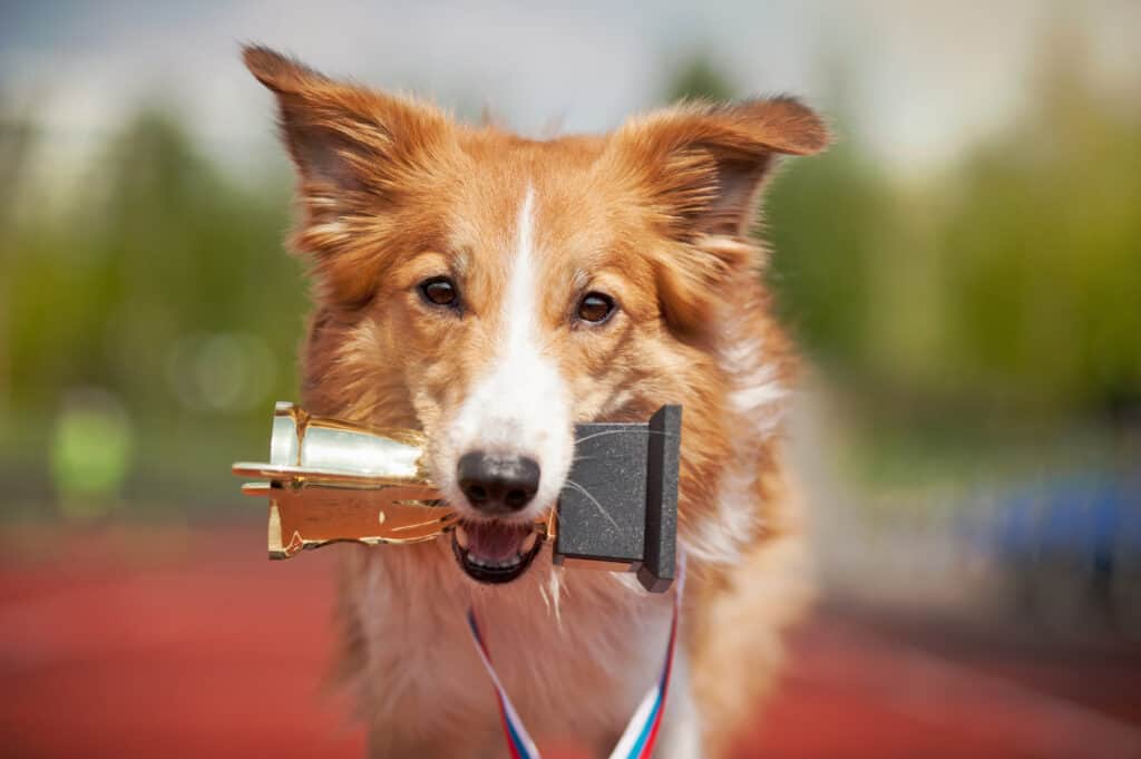 BringFido to Dog Day with the Houston Astros