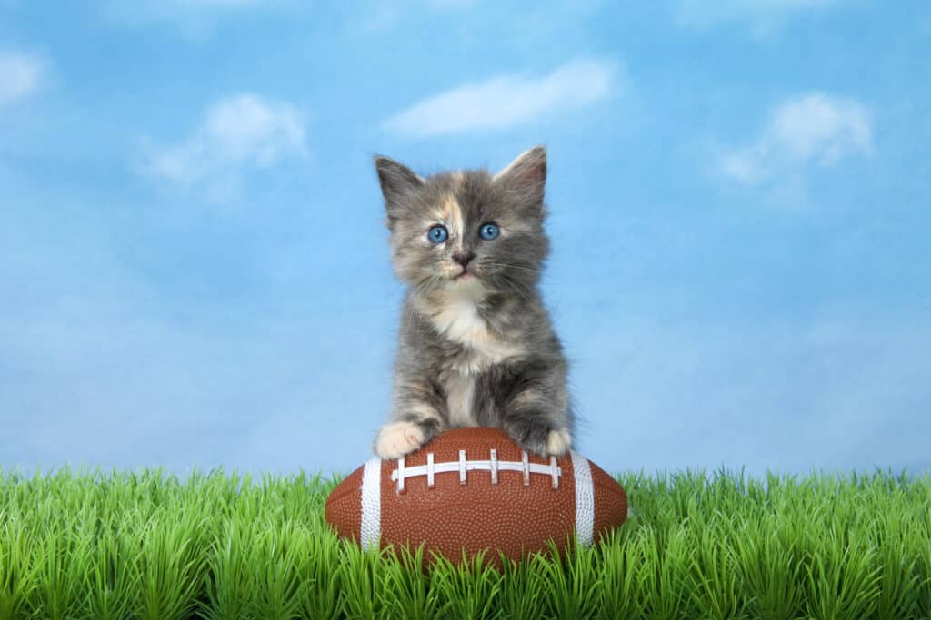 Cat on Football Field