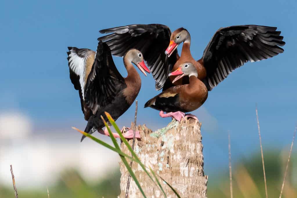 Several black-bellied whistling ducks