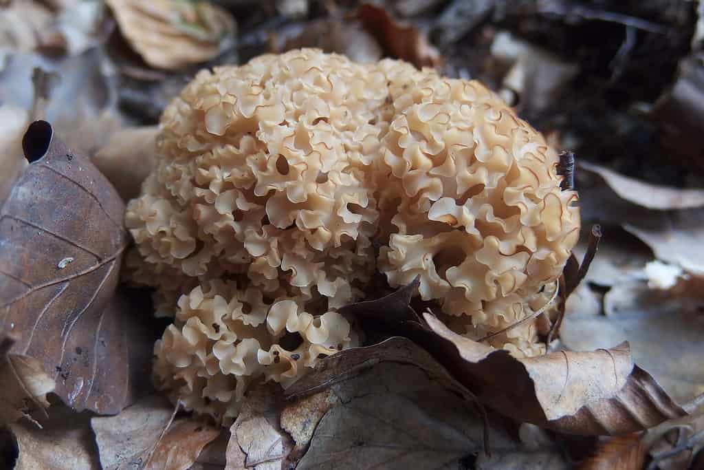 Cauliflower mushroom in the wild