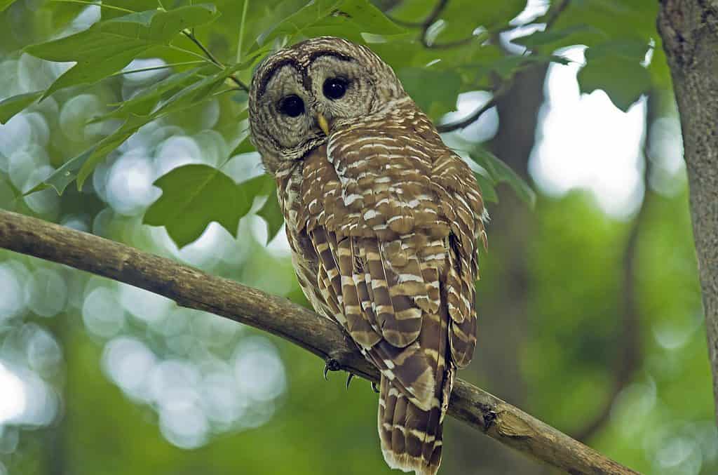 male spotted owl