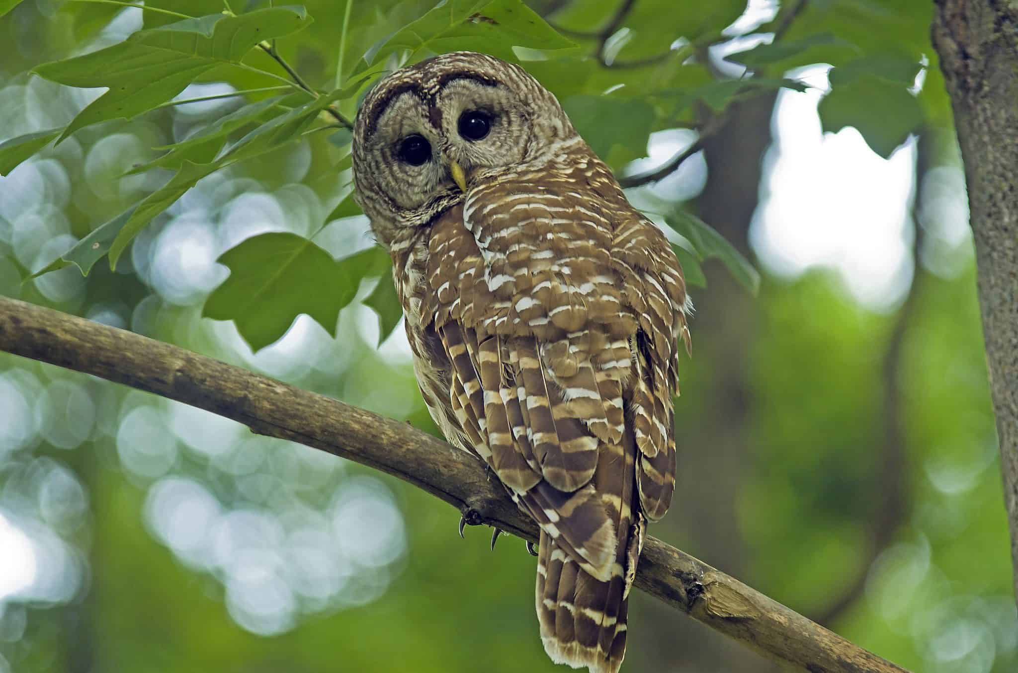 Owl north. Spotted Owl.