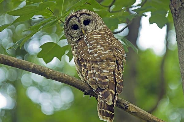 male spotted owl